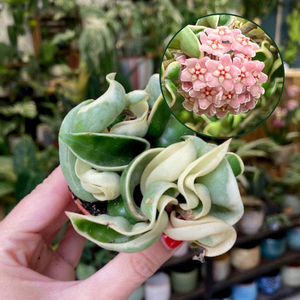 Hoya carnosa compacta albomarginata - Hindu rope