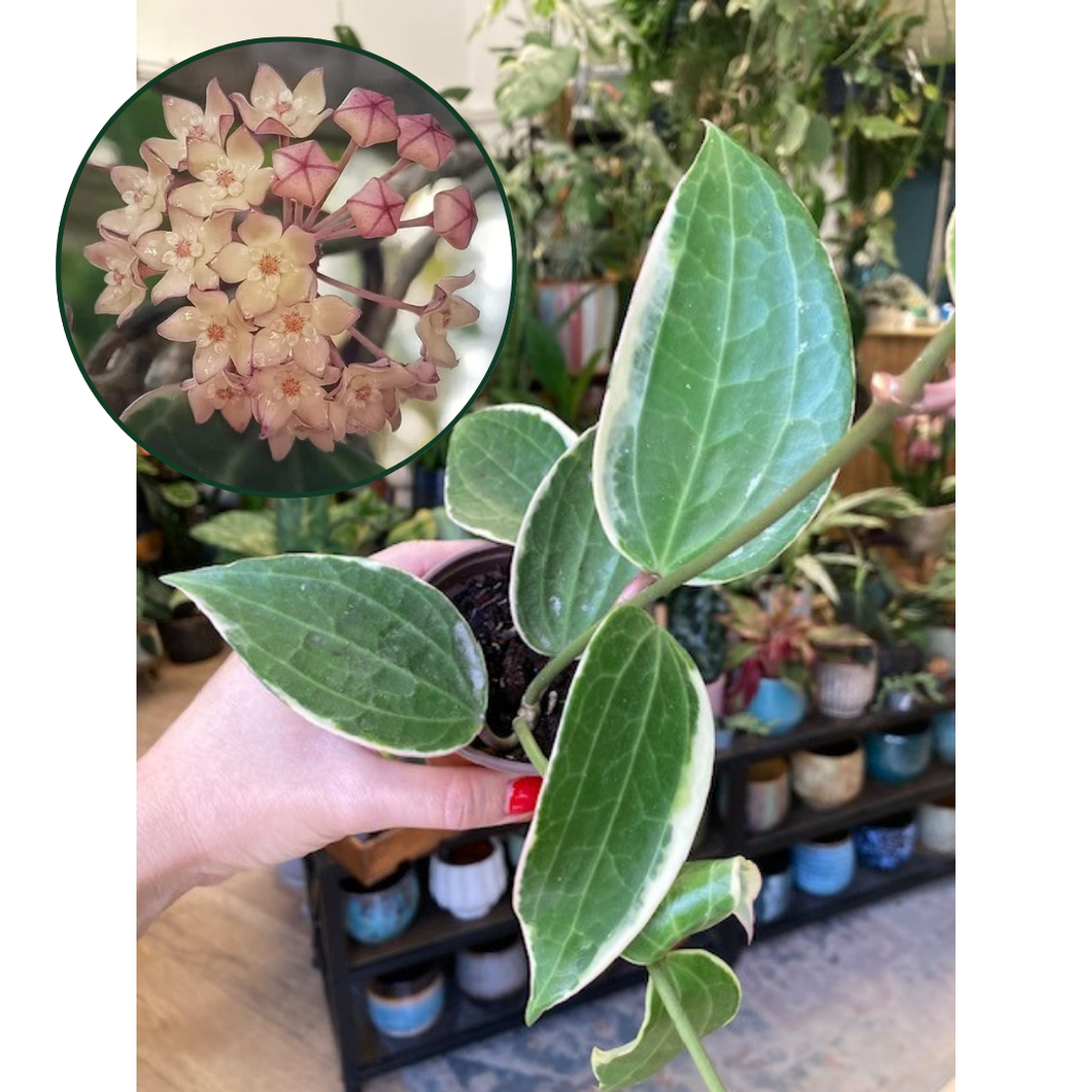 Hoya macrophylla/latifolia albomarginata 9cm