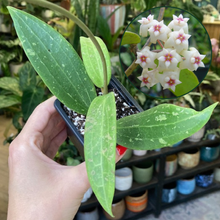 Kép betöltése a galériamegjelenítőbe: Hoya sp. Loei
