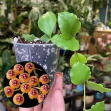 Kép betöltése a galériamegjelenítőbe: Hoya endauensis
