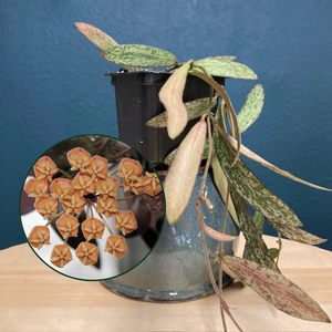 Hoya sigillatis - Viaszvirág