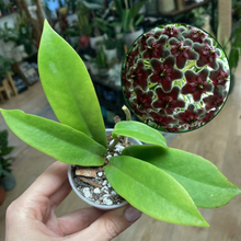 Kép betöltése a galériamegjelenítőbe: Hoya pubicalyx &quot;Black dragon&quot; - Saját szaporítás - Tropical Home 
