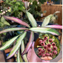 Kép betöltése a galériamegjelenítőbe: Hoya wayetii tricolor - Viaszvirág - Wax plant - Tropical Home 
