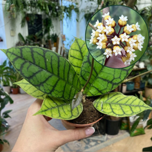 Kép betöltése a galériamegjelenítőbe: Hoya callistophylla - Tropical Home 
