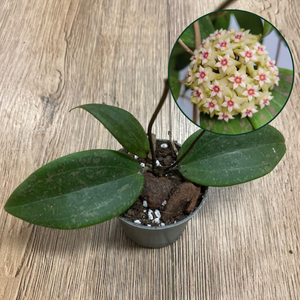 Hoya verticillata IML 1618 (Hoya wibergiae)
