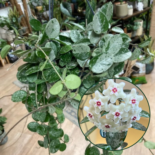 Hoya mathilde 