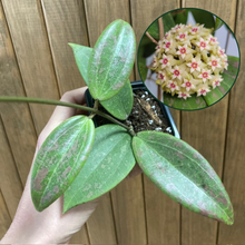 Kép betöltése a galériamegjelenítőbe: Hoya verticillata IML 1618 (Hoya wibergiae)
