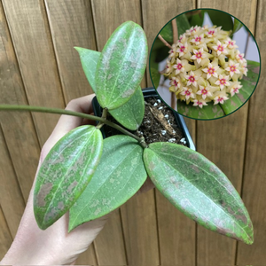 Hoya verticillata IML 1618 (Hoya wibergiae)