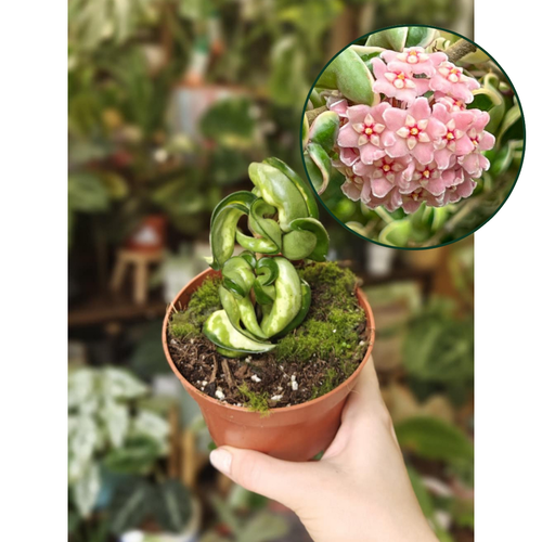 Hoya compacta 