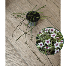 Kép betöltése a galériamegjelenítőbe: Hoya retusa - Viaszvirág - Grass leafed hoya
