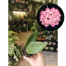 Kép betöltése a galériamegjelenítőbe: Hoya sp. UT-039 / Flores Island - Tropical Home 
