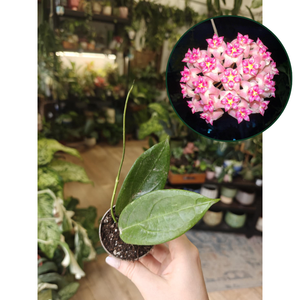 Hoya sp. UT-039 / Flores Island - Tropical Home 
