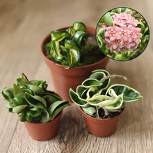 Kép betöltése a galériamegjelenítőbe: Hoya carnosa compacta trió - Tropical Home 
