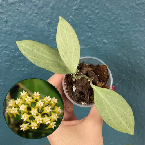 Hoya nicholsoniae 