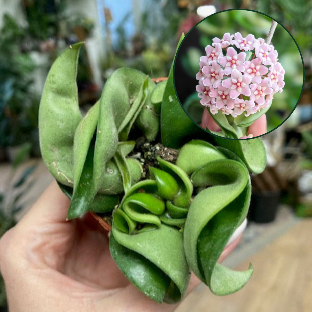 Hoya carnosa compacta mini - Hindu rope