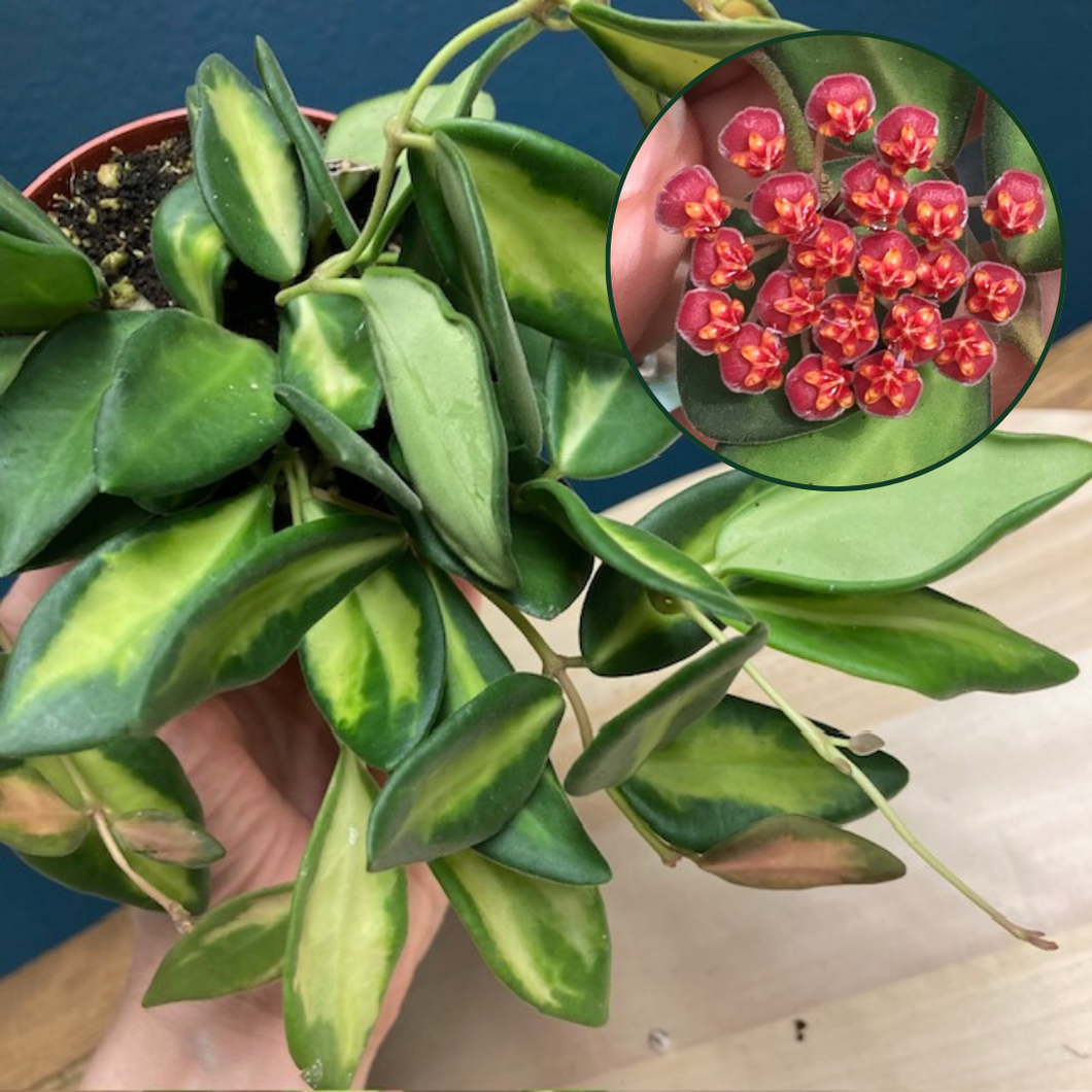 Hoya DS-70 variegata