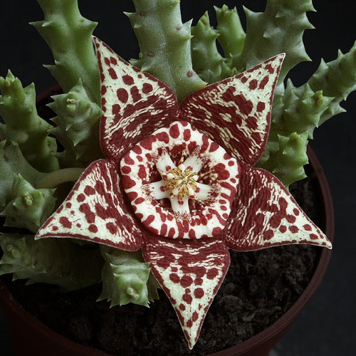 Stapelia (Orbea) variegata - Tarka dögvirág - Tropical Home 