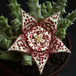 Stapelia (Orbea) variegata - Tarka dögvirág - Tropical Home 