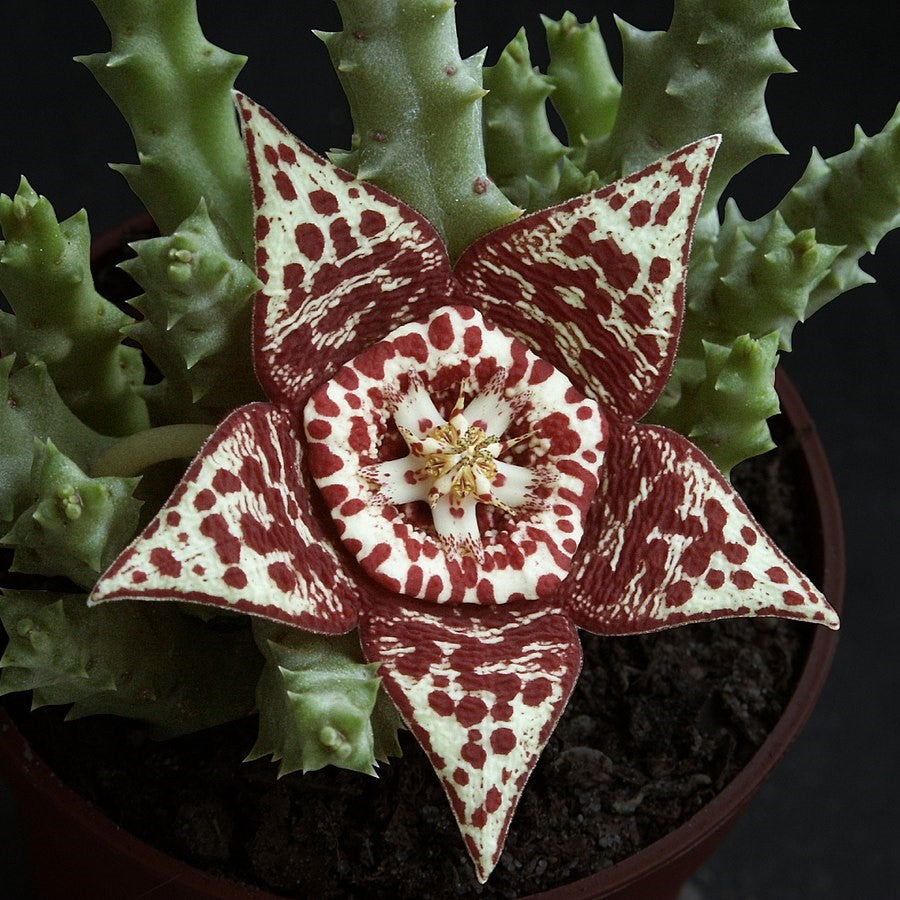 Stapelia (Orbea) variegata - Tarka dögvirág - Tropical Home 