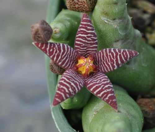 Piaranthus barrydalensis - Dögvirág - Tropical Home 
