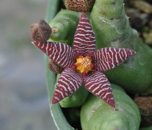 Piaranthus barrydalensis - Dögvirág