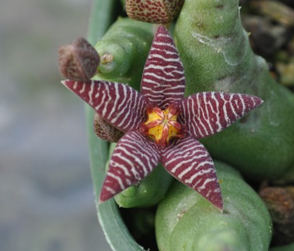 Piaranthus barrydalensis - Dögvirág