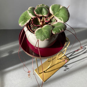 Saxifraga stolonifera "Tricolor" - Indás kőtörőfű - Strawberry begonia - Tropical Home 