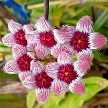Kép betöltése a galériamegjelenítőbe: Hoya sulawesiana - Saját szaporítás
