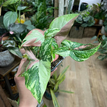 Kép betöltése a galériamegjelenítőbe: Syngonium &quot;Red spot tricolor&quot; 5.
