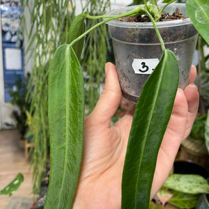 Anthurium pallidiflorum 3. - Saját szaporítás