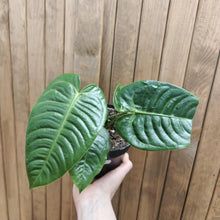 Kép betöltése a galériamegjelenítőbe: Anthurium veitchii 1 . - Szépséghibás
