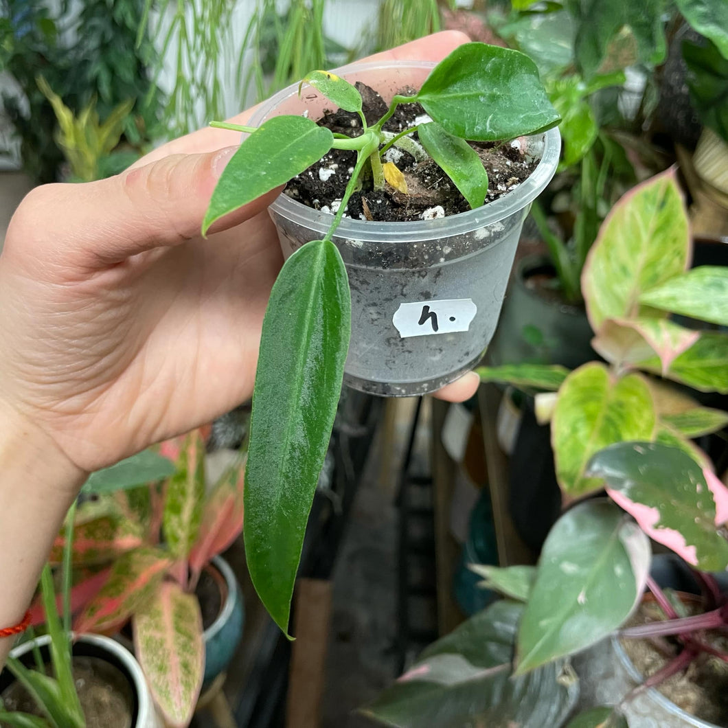 Anthurium pallidiflorum 4. - Saját szaporítás