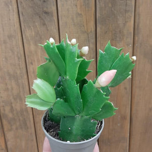 Schlumbergera bridgesii mini - Karácsonyi kaktusz, 3 színben - Christmas cactus