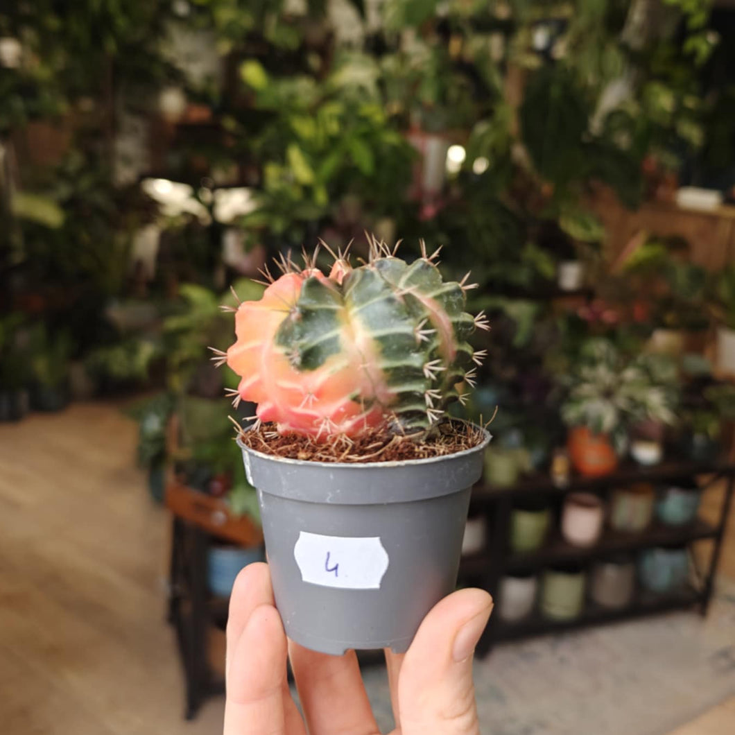 Gymnocalycium mihanovichii f. variegata 4.
