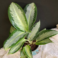 Kép betöltése a galériamegjelenítőbe: Aglaonema &quot;Silver blue&quot; - Rákvirág - Chinese Evergreen - Tropical Home 
