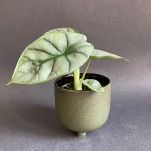 Kép betöltése a galériamegjelenítőbe: Alocasia &quot;Silver dragon&quot; kicsi - Tropical Home 
