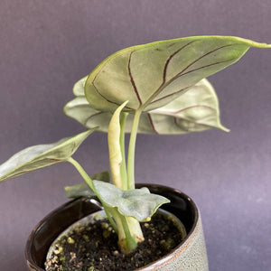 Alocasia "Silver dragon" kicsi - Tropical Home 