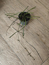 Kép betöltése a galériamegjelenítőbe: Hoya retusa - Viaszvirág - Grass leafed hoya
