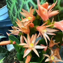 Kép betöltése a galériamegjelenítőbe: Rhipsalidopsis - Húsvéti kaktusz, 3 színben - Easter cactus - Tropical Home 
