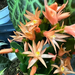 Rhipsalidopsis - Húsvéti kaktusz, 3 színben - Easter cactus - Tropical Home 