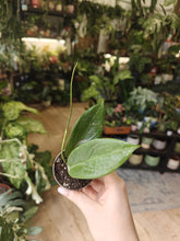 Kép betöltése a galériamegjelenítőbe: Hoya sp. UT-039 / Flores Island - Tropical Home 
