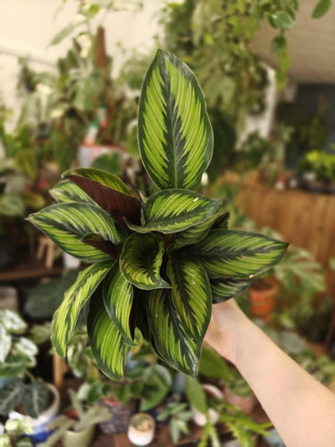 Calathea ornata 