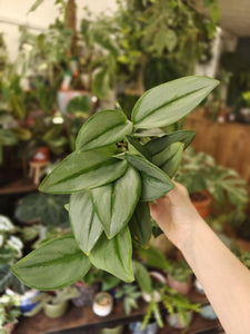 Scindapsus treubii "Moonlight" - Tropical Home 