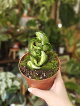 Kép betöltése a galériamegjelenítőbe: Hoya compacta &quot;Mauna loa&quot; - Tropical Home 
