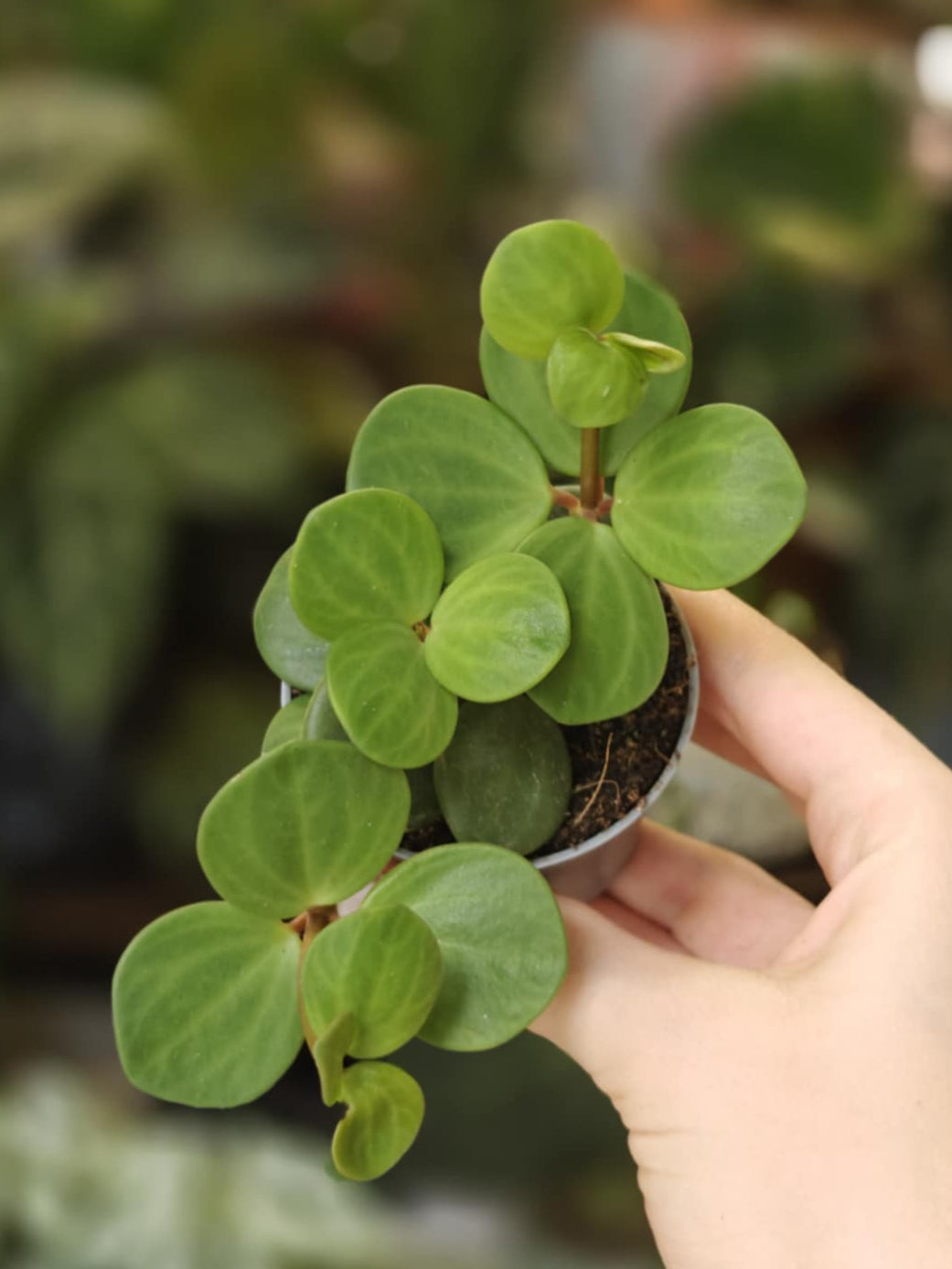 Peperomia tetraphylla 'Hope'- Törpebors - Tropical Home 