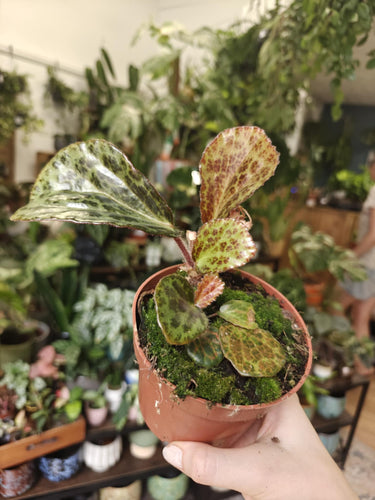 Begonia blancii mottled - Tropical Home 