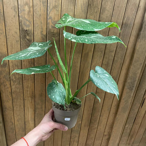 Monstera deliciosa “Thai constellation” 4. - 2 töves