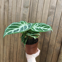 Kép betöltése a galériamegjelenítőbe: Anthurium crystallinum &quot;Silver b(l)ush&quot; - Tropical Home 
