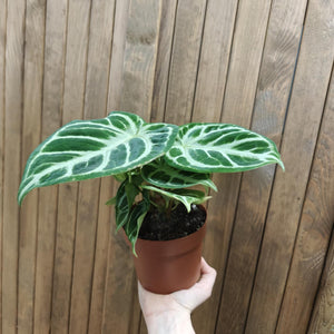 Anthurium crystallinum "Silver b(l)ush" - Tropical Home 