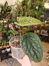Kép betöltése a galériamegjelenítőbe: Anthurium luxurians x radicans 3. - Tropical Home 
